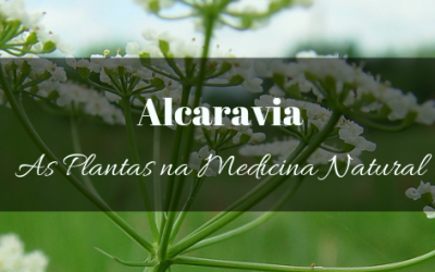 Alcaravia na Medicina Natural, Jardim e cozinha