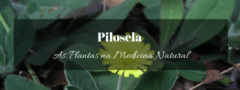 Pilosela – As Plantas na Medicina Natural